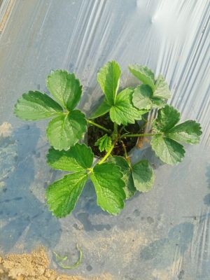 Strawberry