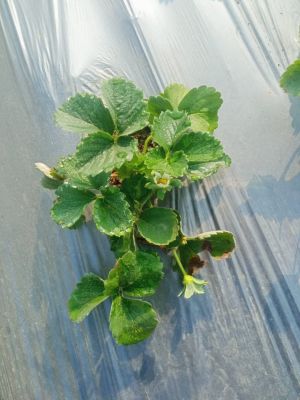 Strawberry