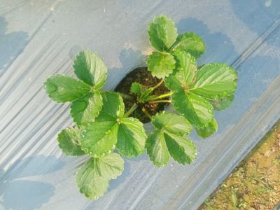 Strawberry