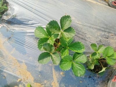 Strawberry