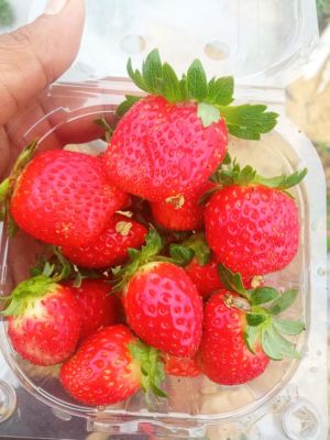 Strawberry