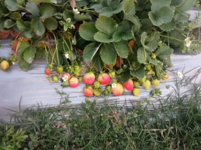Strawberry