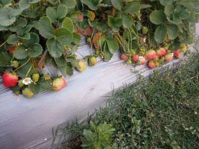 Strawberry