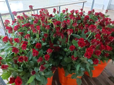 Rose Farming