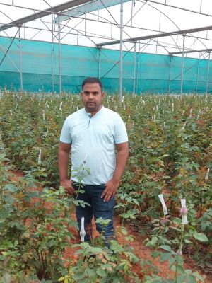 Rose Farming