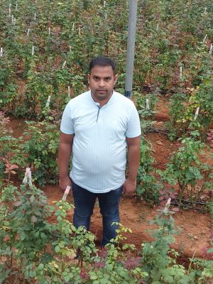 Rose Farming