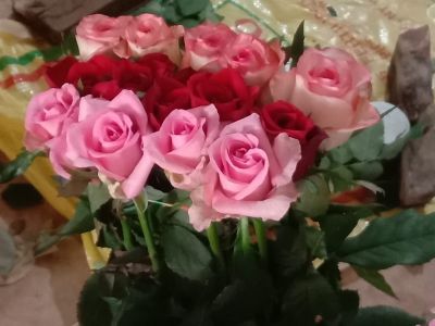 Rose Farming