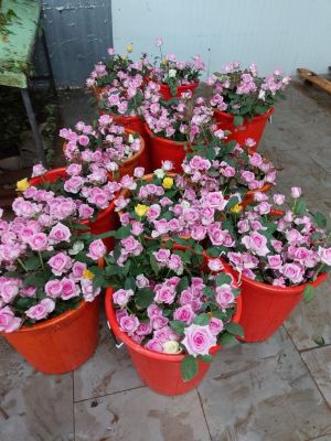 Rose Farming