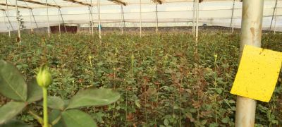 Rose Farming