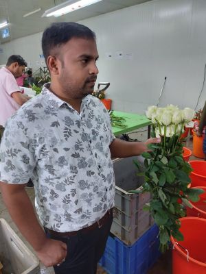 Rose Farming
