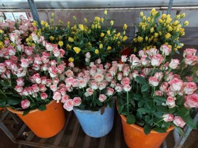 Rose Farming