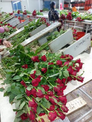 Rose Farming