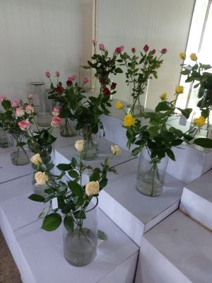 Rose Farming
