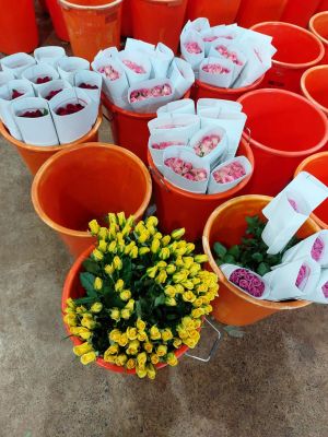 Rose Farming