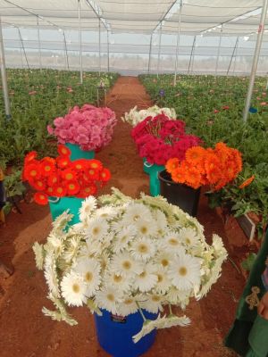 Transvaal daisy Flower