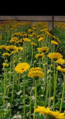 Transvaal daisy Flower