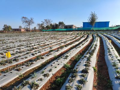 Strawberry Farming