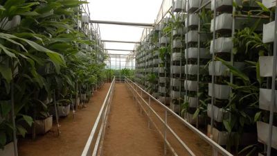Strawberry Farming