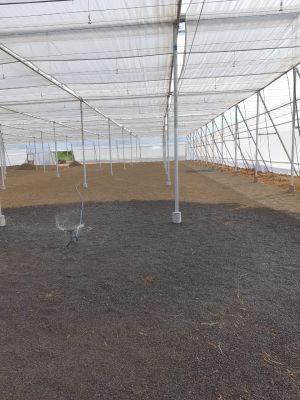 Strawberry Farming