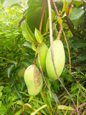 Mango Farming