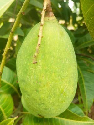 Mango Farming