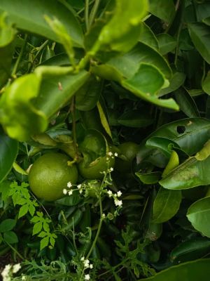 Lime Farming